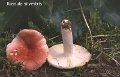 Russula silvestris-amf1684